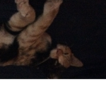 Supercat:D
