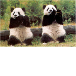 SAVE THE PANDAS!