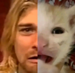 los gato facha