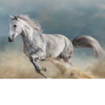 ~ Lake Wood Riders ~