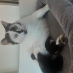 La team chat trop mimi