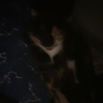 For my cat misty