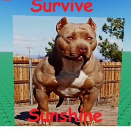 Survive Sunshine