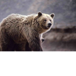 Bear Rides: Theme Park Tycoon manufacturer group.