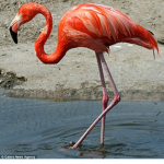 Team Flamingos all THE WAY