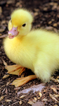 duckly_