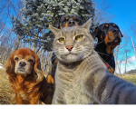 groupe des animaux intelligent
