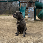 Mack dog