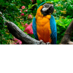 ArloAndBlu