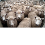 Sheep alliance