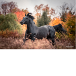 .-+*Floral Horse Riding Club*+-.