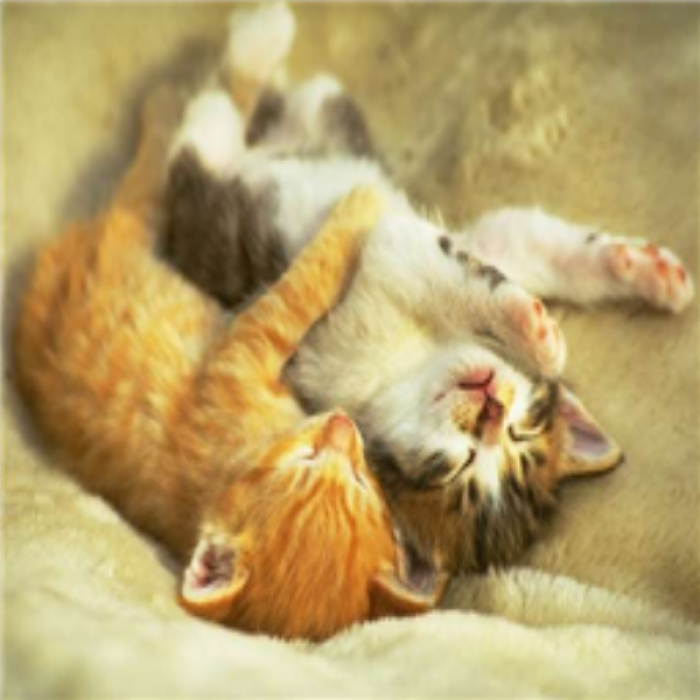 Cute Kitten Couple Roblox decal