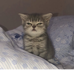 carti’s kittens