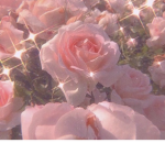 Riding roses