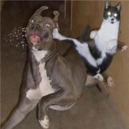 cat vs dog Roblox decal