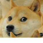 Wolfie’s Fan Group