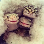 I Love Reptiles