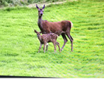 Deer kingdom and squad