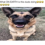 goofballs101