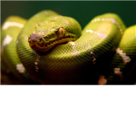 The Empire of The Snakes