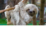 the sloth fan gang