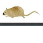 •RaT gAnG•