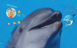 Dolphin's group