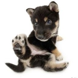˚🐾˖°