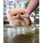 Cute little pets!