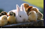 True Animals
