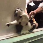 Catwasko