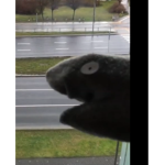 Sock puppet fan group