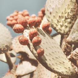 ❀