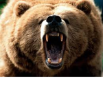 Killer Bear Squad