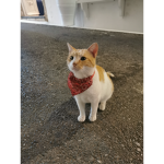 CAT kwstando