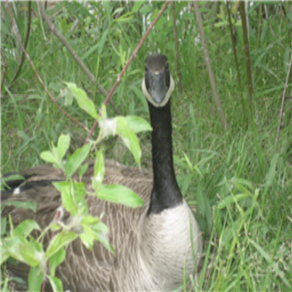 scary goose Roblox decal