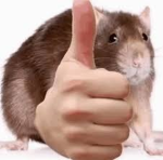 useless group for rats like you