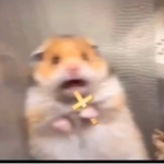 it’s høla time