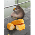 Twinkie Artists