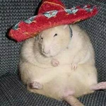 Ultimate Rat Worshiping Kingdom