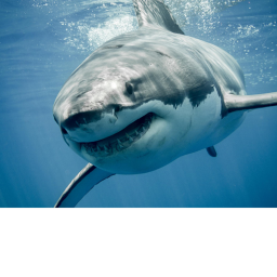 shark bite