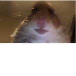 Doge_epik and asanikubwibaba