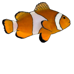 FISH TANK HOME