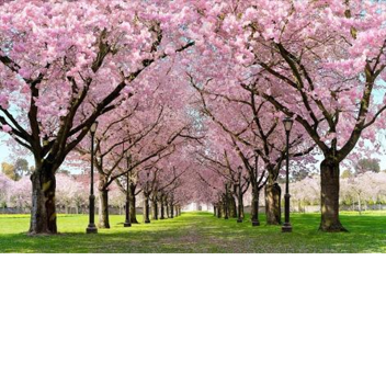 Sakura Tree Showcase