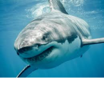 great white studio