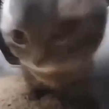 Chipi Chipi Chapa Chapa Dubi Dubi Lava Lava 