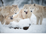 Arctic Wolf Family :D