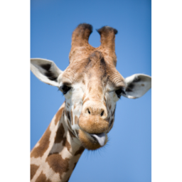 Giraffe Base
