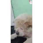 Chowchow
