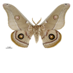 moth girl fan club!